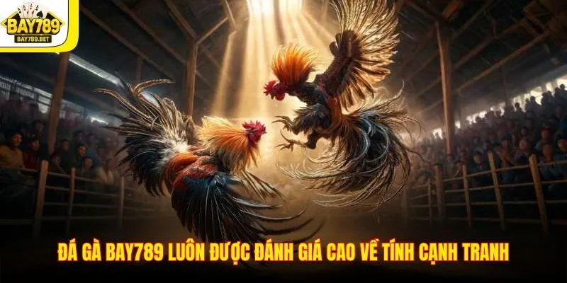 Đá Gà BAY789 1 Đá gà BAY789 luôn được đánh giá cao về tính cạnh tranh
