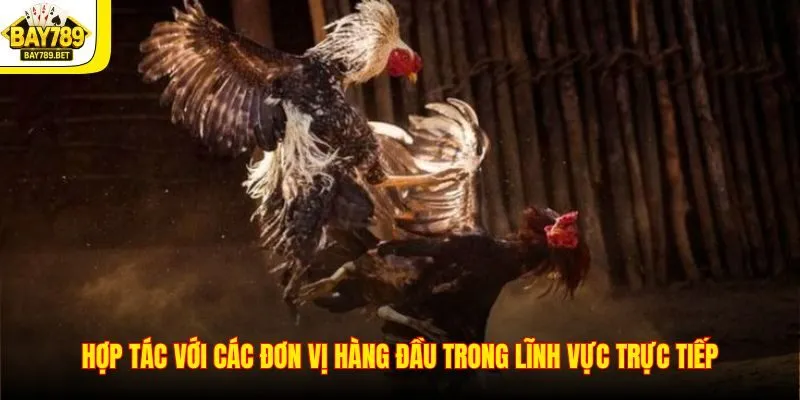 Đá Gà BAY789 3 Hợp tác với các đơn vị hàng đầu trong lĩnh vực trực tiếp